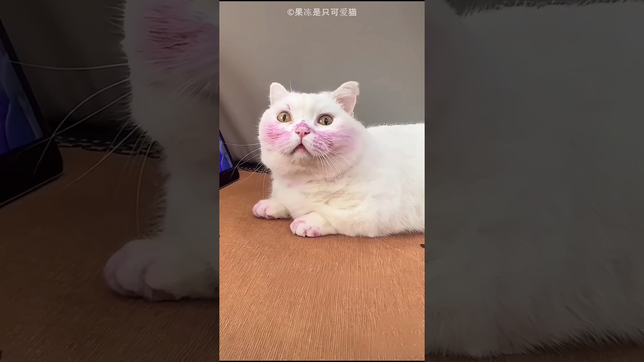 Cat Got Her Purple Color Surprise