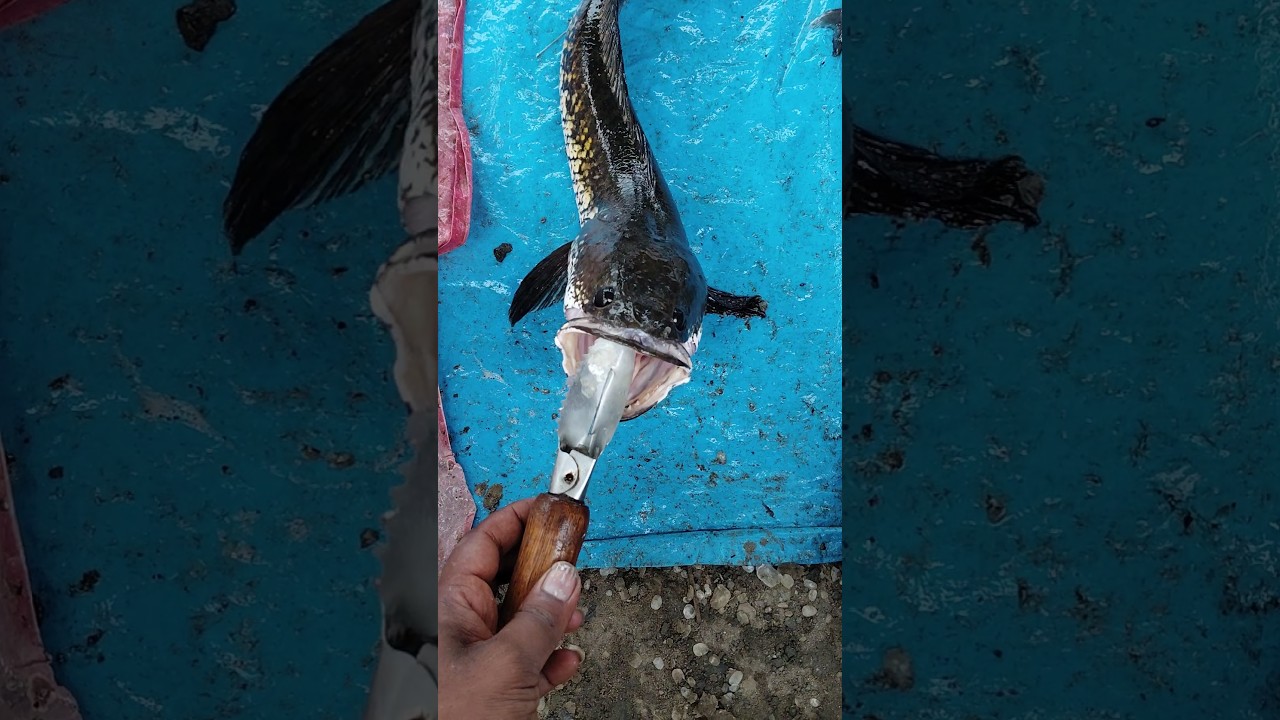😱Very Dangerous,😱Snakehead 🐍Fish 🐠 #fishing #fish #shorts #trending