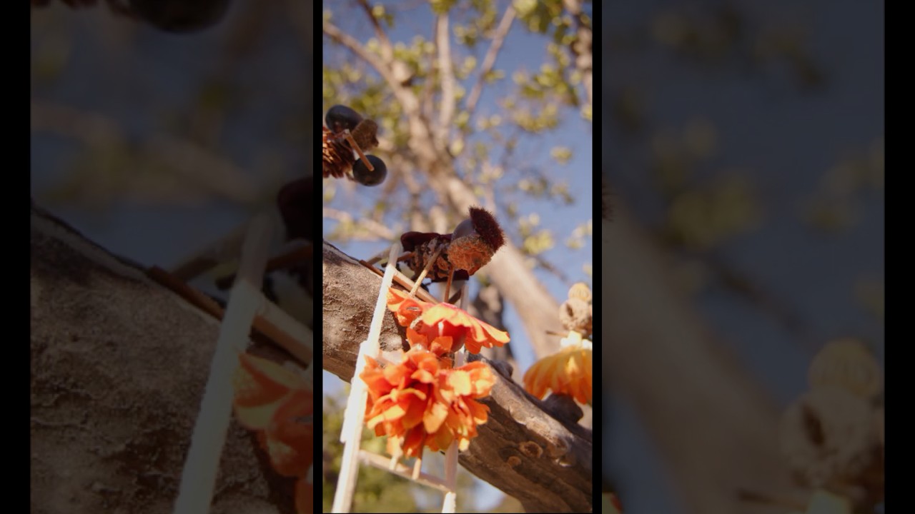 Picking Berries #shorts #nature #stopmotion