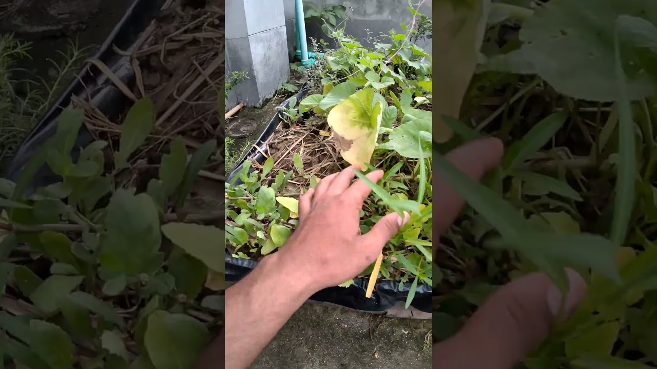 ছাদের উপর এক টুকরো জঙ্গল | #greenrevolution #gardening #greenrooftop #shorts