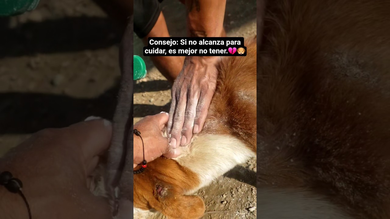 “Llegué y vi a esta perrita llena de pulgas… así que decidí ayudar 🐶🫶”