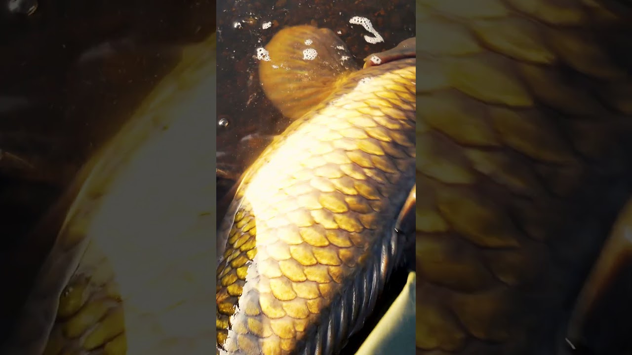 Back she goes 🎣 #carpfishing #fishing #catchandrelease