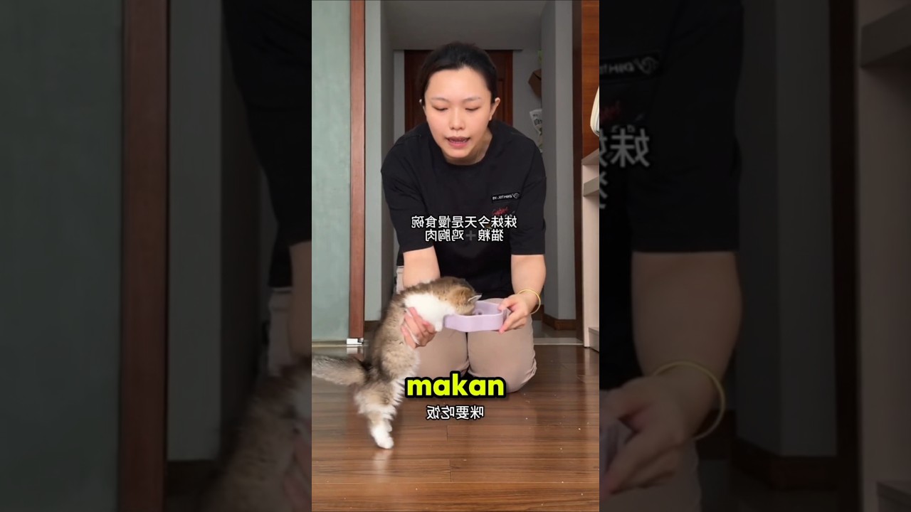 Kucing Cebol Ini Kalau Lihat Makanan Auto Lupa Diri 😂 #shorts