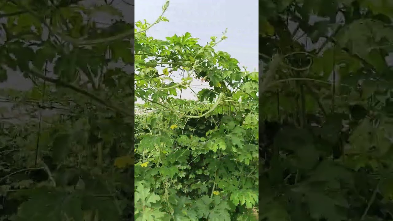 kamyab hone ke liye mehnat jari hai #farming #modernfarmer #farmingtraditions #farme #farmlife