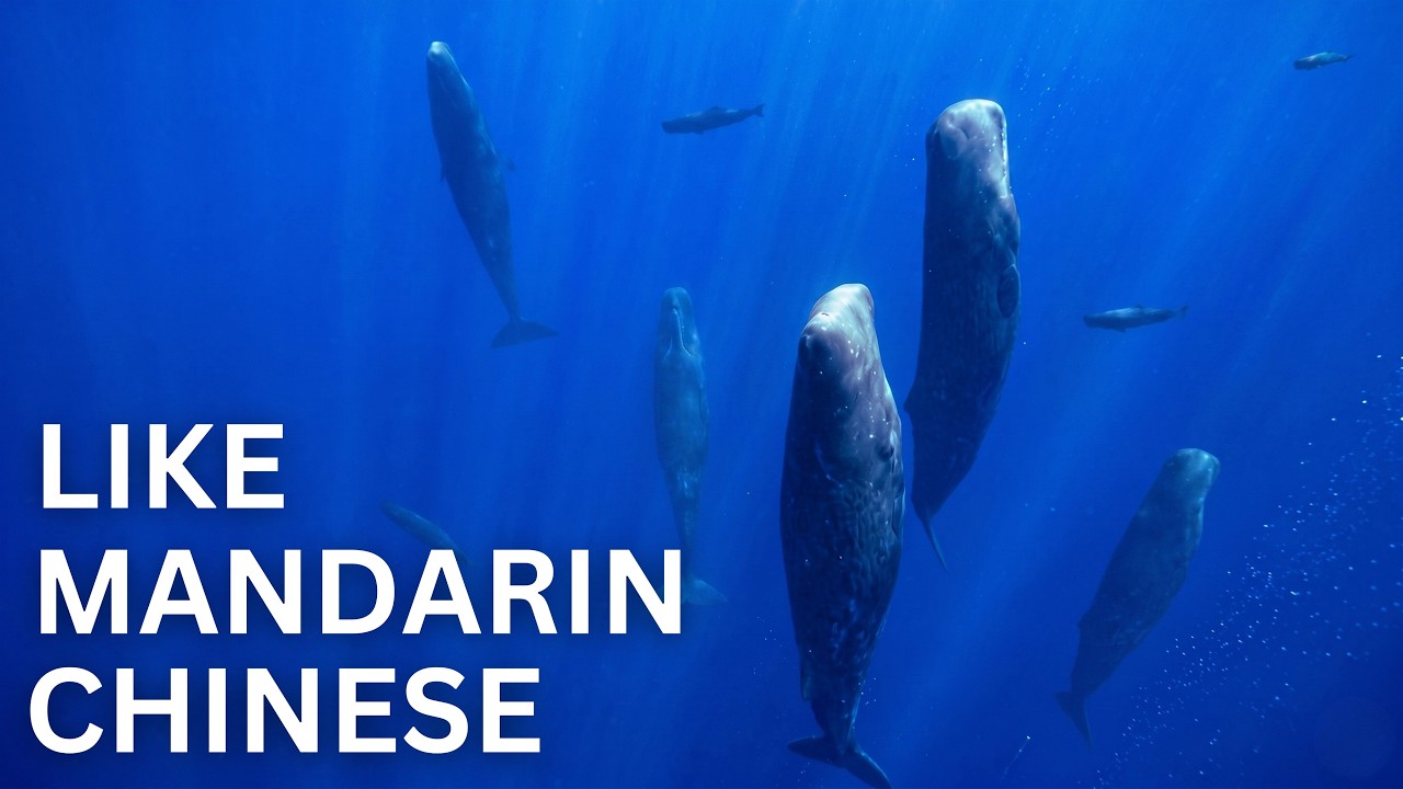 Scientists Listen to Sperm Whale Conversations and Discover the Use of Phonetic Alphabet
