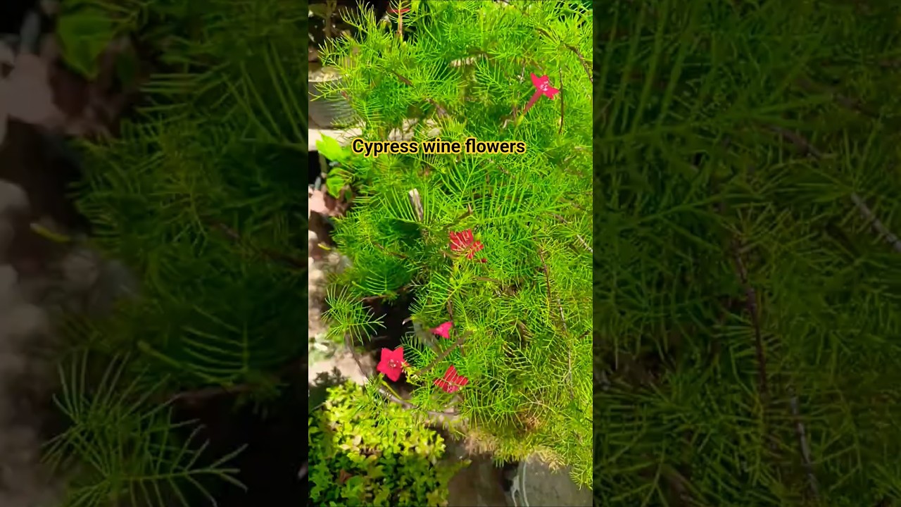Cypress wine flowers #gardening #plants #nature #flowers #viral