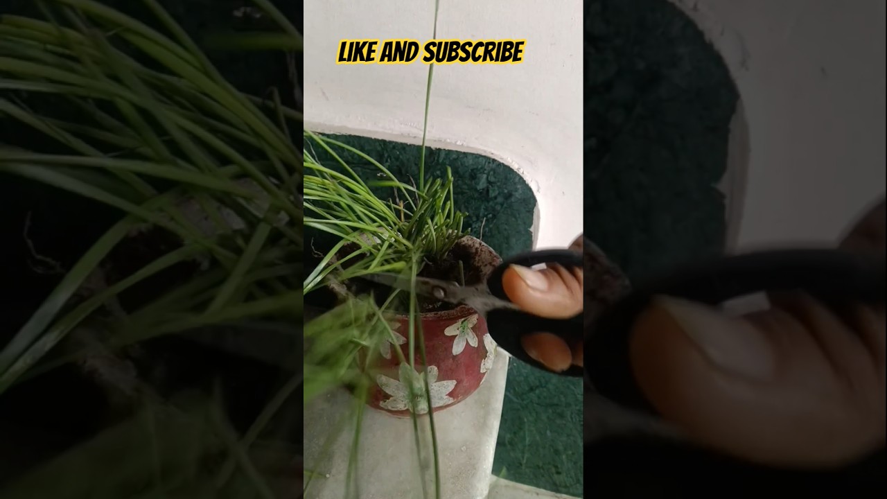 Barish se pahle paudhe ki chatai Karen #shorts #shortsfeed #plants #gardeningvideos #youtubeshort