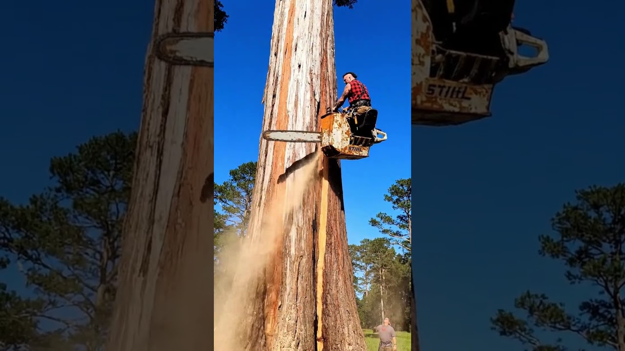 checking an old chainsaw engine #fyp #chainsaw #wood #woodworking #tree