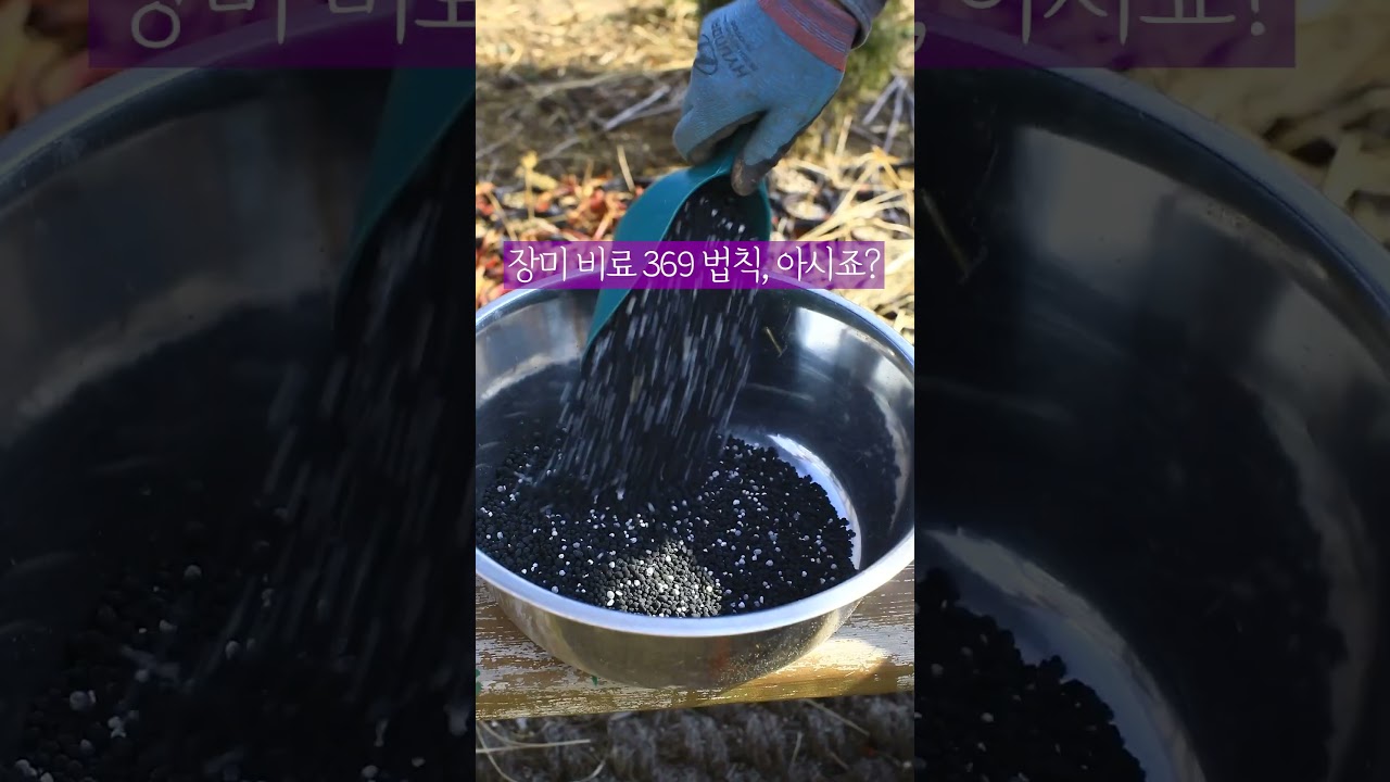 장미 비료 주는 시기-369법칙 #shorts  #가드닝 #rosegarden