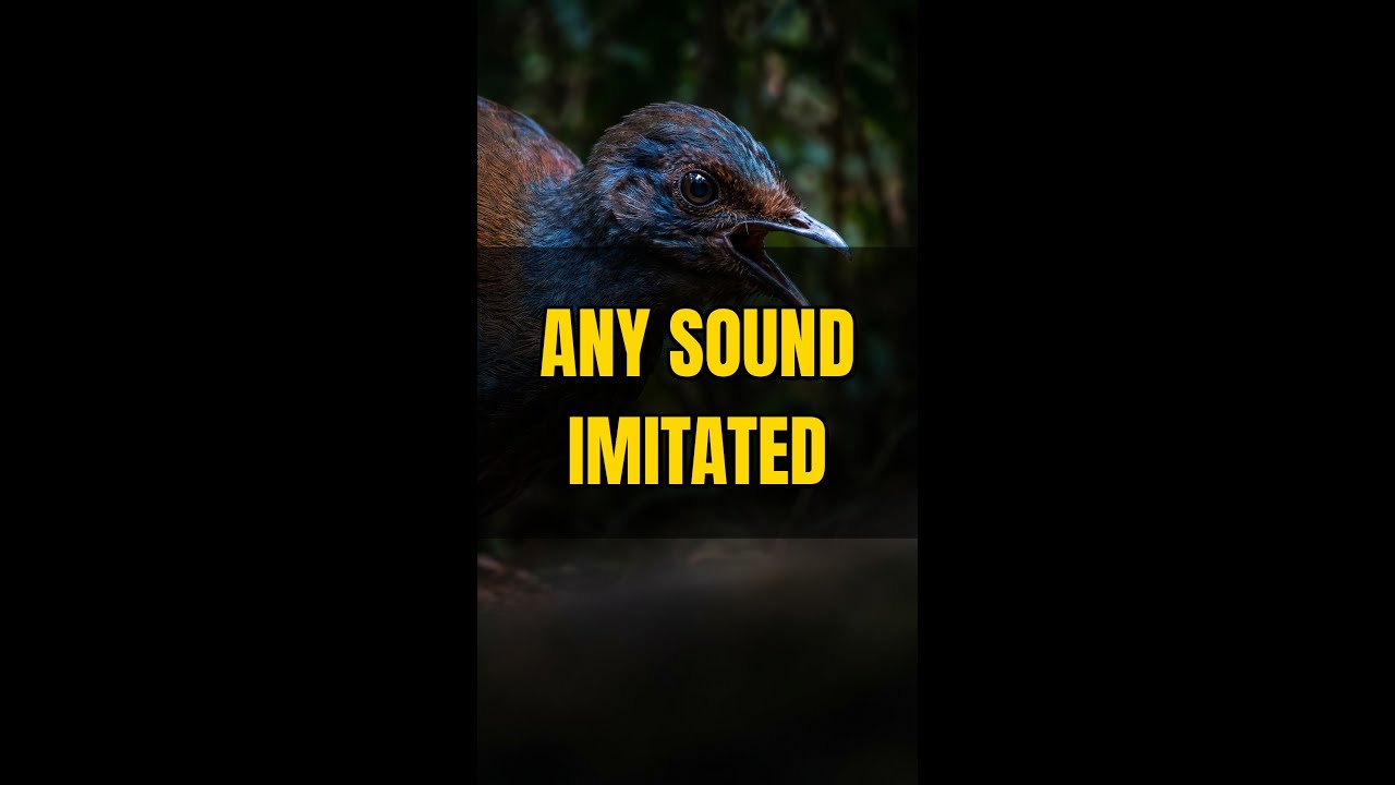 Lyrebird: The Bird That Can Mimic Any Sound