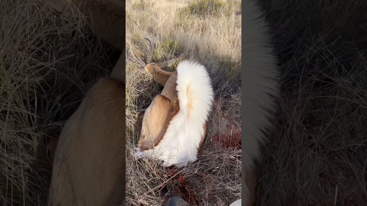 Why Sedated Springbok Smells Like Cotton Candy #goodtoknow #vet #medicine #funfacts #lifehacks #hack