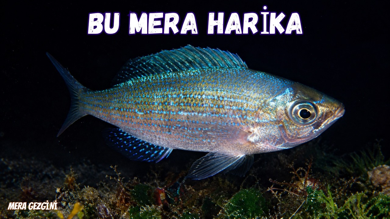 SİLİKON İLE İZMARİT AVI !!! İZMARİT BU SİLİKONA DAYANAMIYOR !!