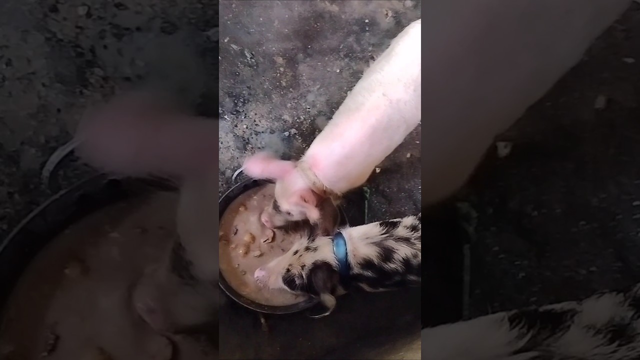 Prosess😱😱😲 #shorts #viral #trending #youtubeshorts @DailyVlogWithB.B