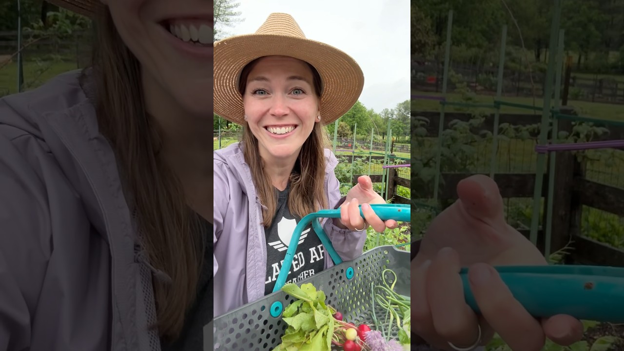 Rainy Day Harvest #harvest #garden #growyourownfood #strawberry #backyardgarden #gardening
