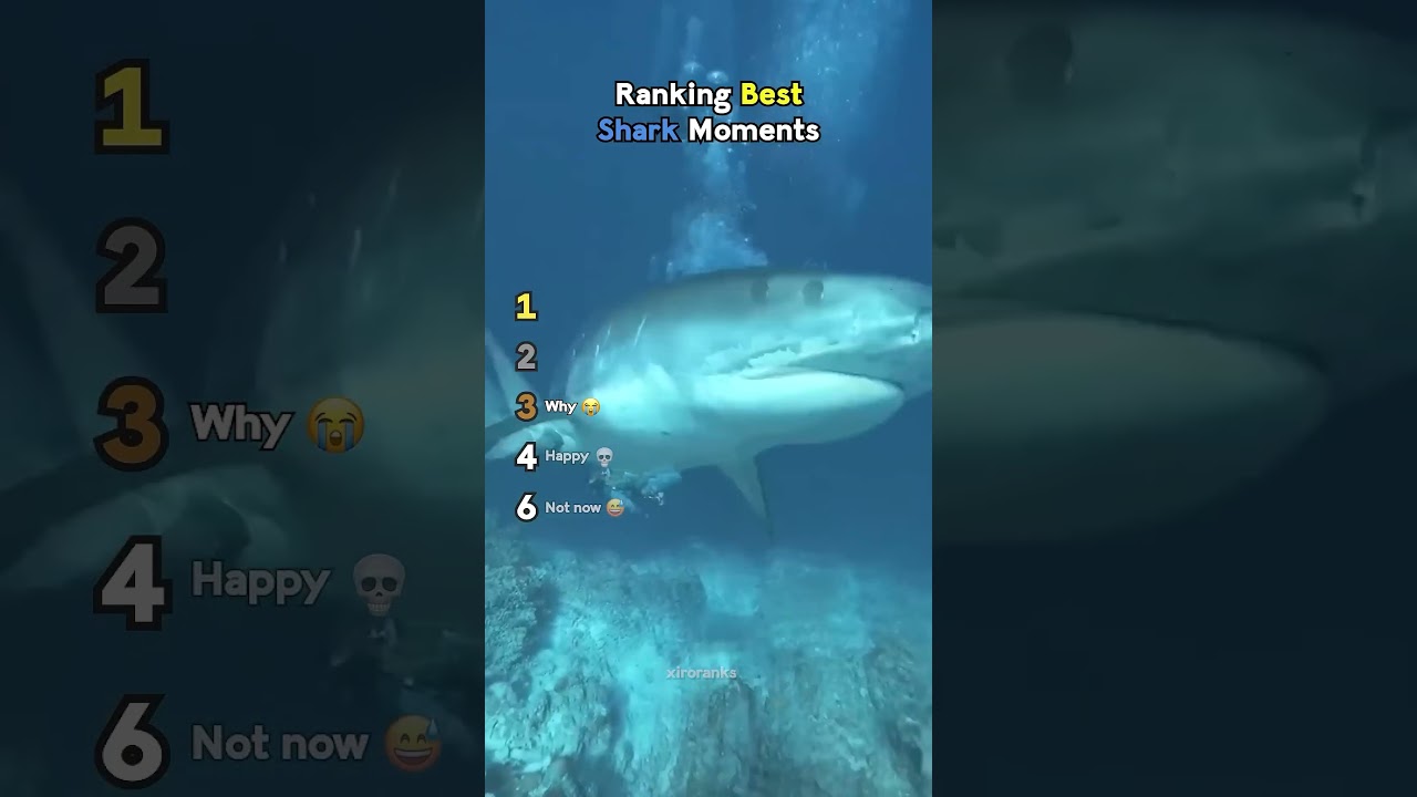 ranking best shark moments #usa