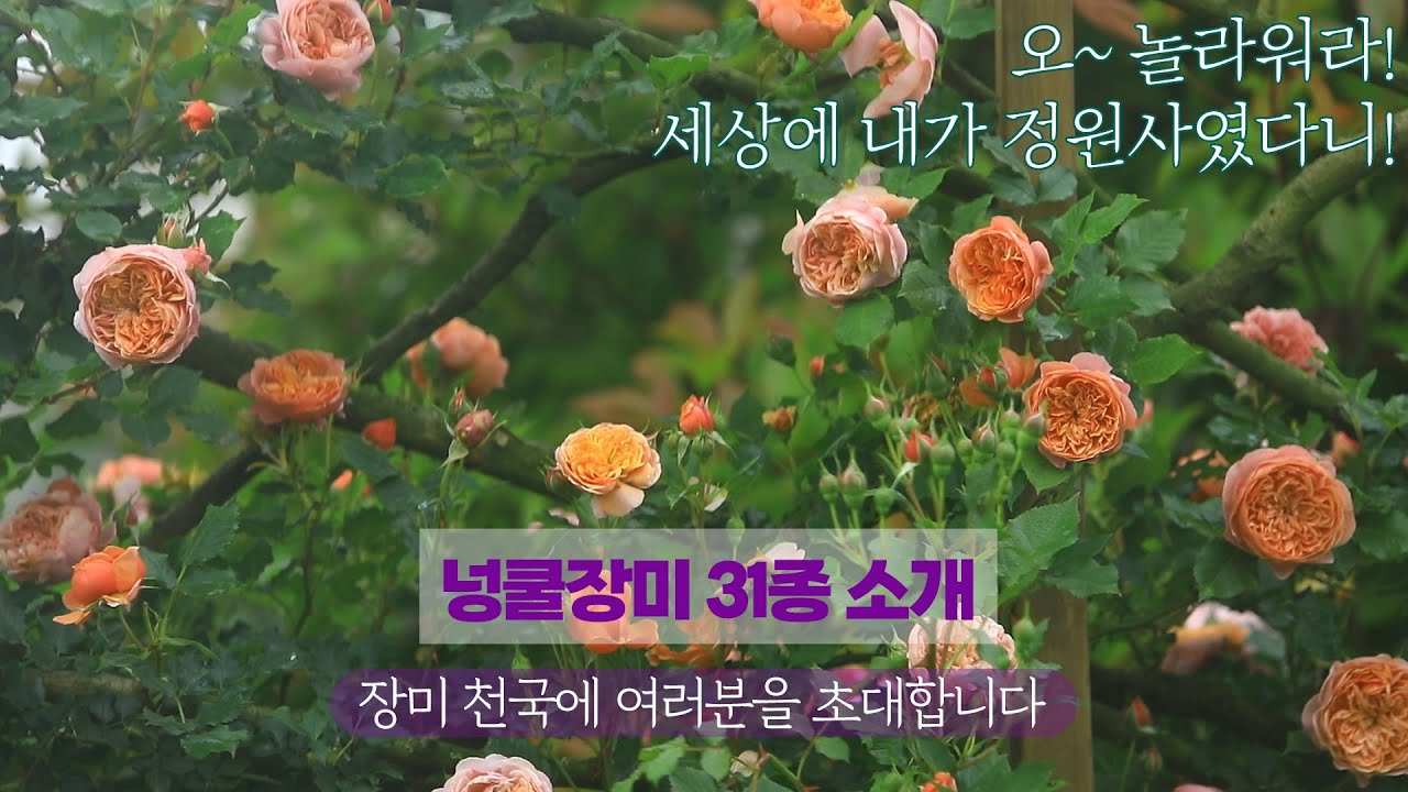넝쿨장미 31종 소개, 장미 천국에 놀러오세요~~ #garden #로즈가든 #rose_garden