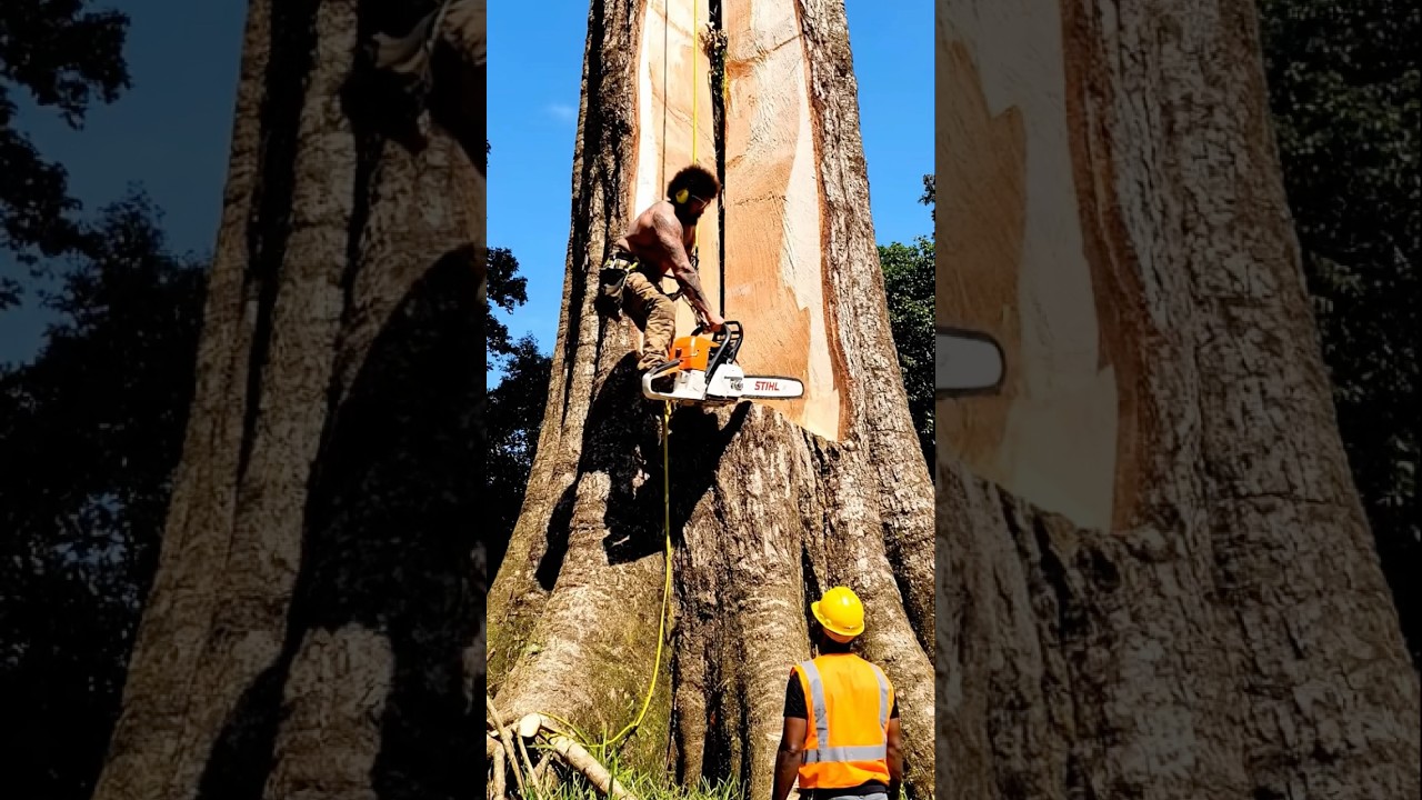chainsaw mini in action #fyp #chainsaw #wood #woodworking #tree