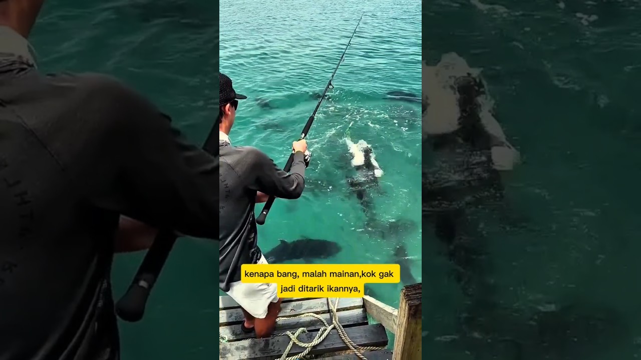 Padahal ikannya mudah, gak jadi diangkat bang⁉️ #ikan #viral #fishing