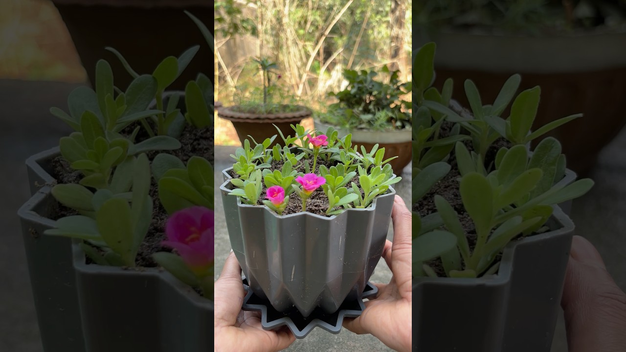 Small cut and propagation of moss rose plants and easy to grow beautiful flowers #shorts #viral