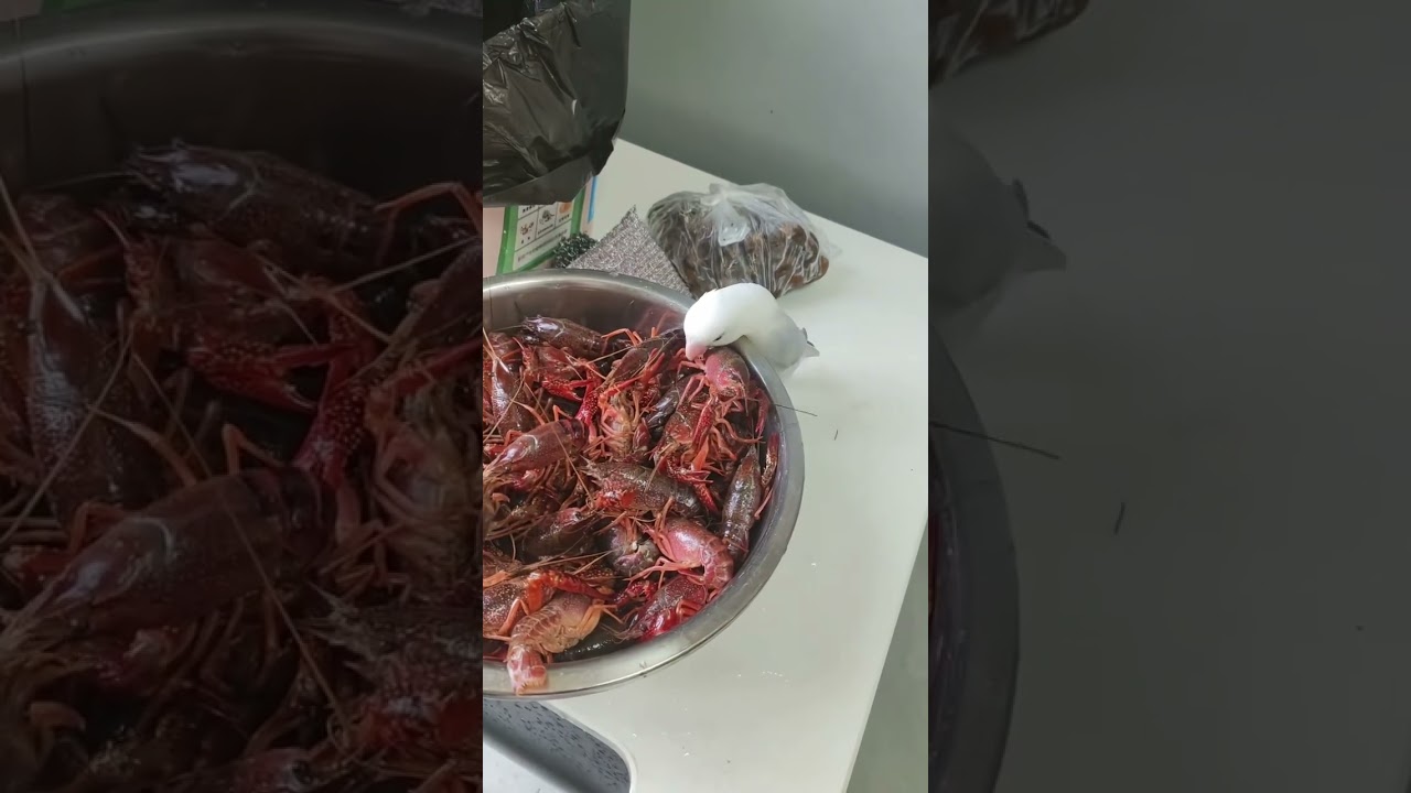 Parrot snatches crayfish leg from bowl in Jiangsu, China