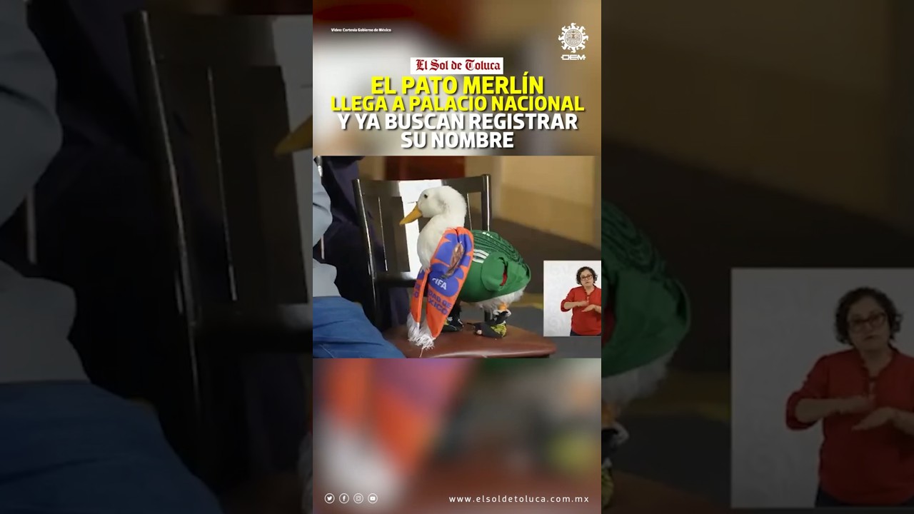 EL PATO MERLÍN LLEGA A PALACIO NACIONAL; REGISTRARÁN SU NOMBRE ANTE EL IMPI #edomex #noticias