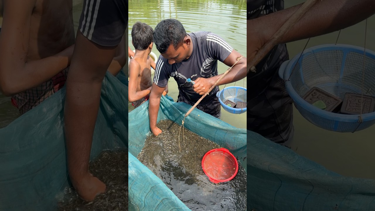 দেশি টেংড়া মাছের পোনা চাষ করুন #fishing #reelsfypシ #fishfarm