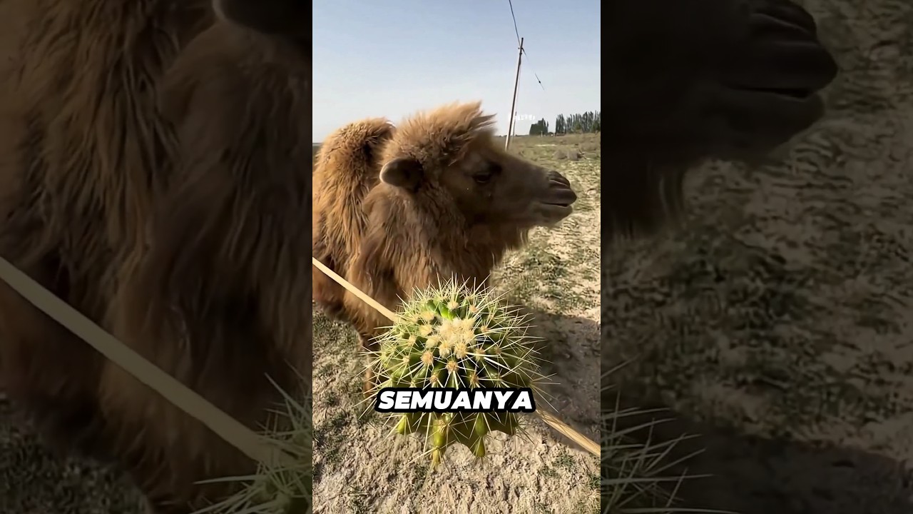 Bahaya memberikan kaktus pada unta