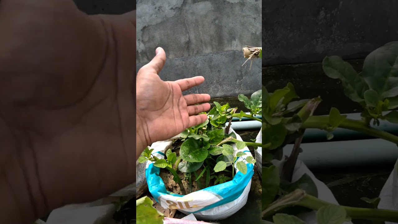 ছাদ বাগানে পুঁইশাকের বাম্পার ফলন | #greenrevolution #gardening #greenrooftop #shorts