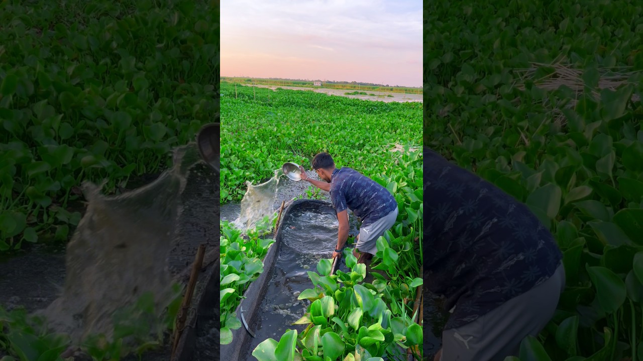 তালের ডোঙ্গা থেকে জল ছেকে আমরা কি মাছ পেলাম🐟🤔(1427) fishing video in village #machdhora