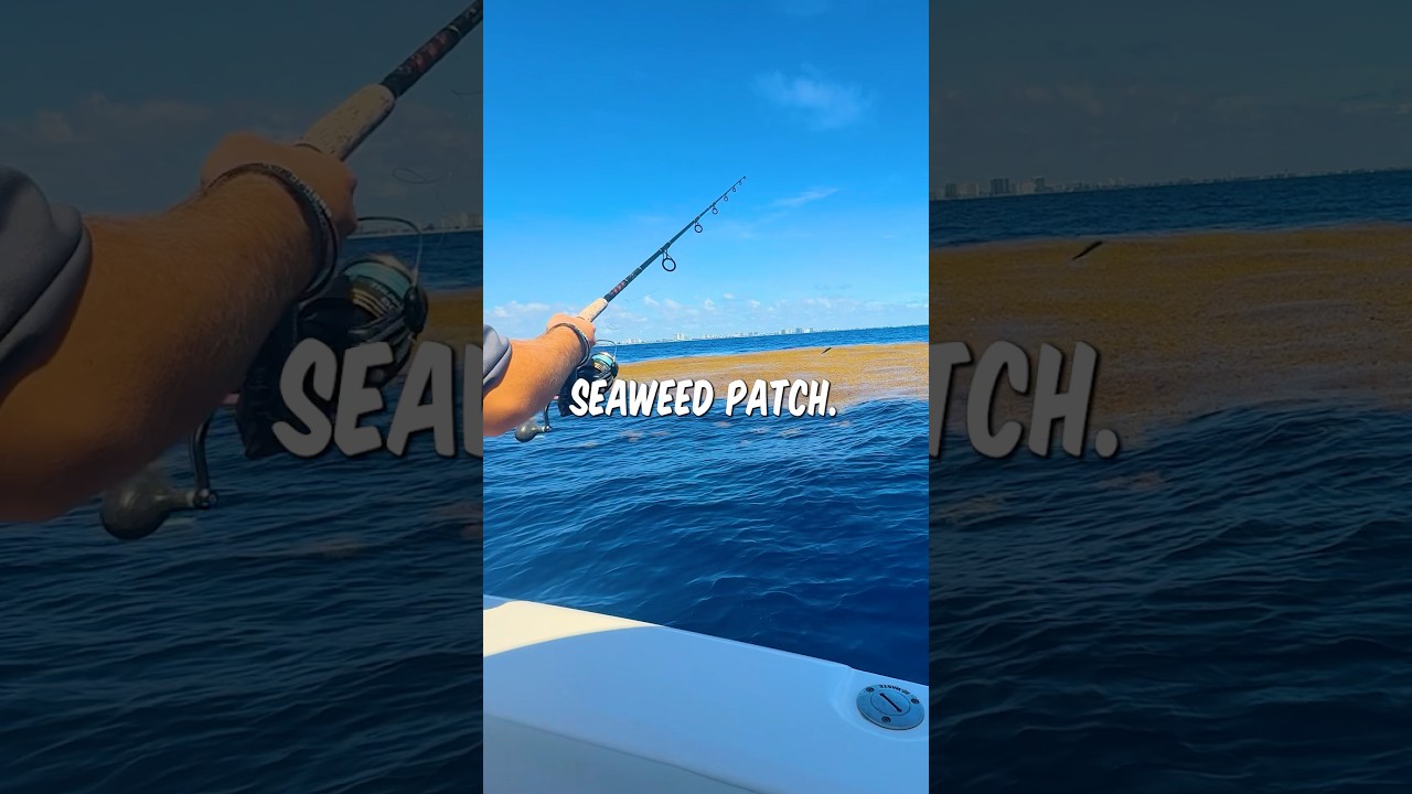 I Caught My Dream Fish Under This GIANT Seaweed Patch! #fishing #shorts