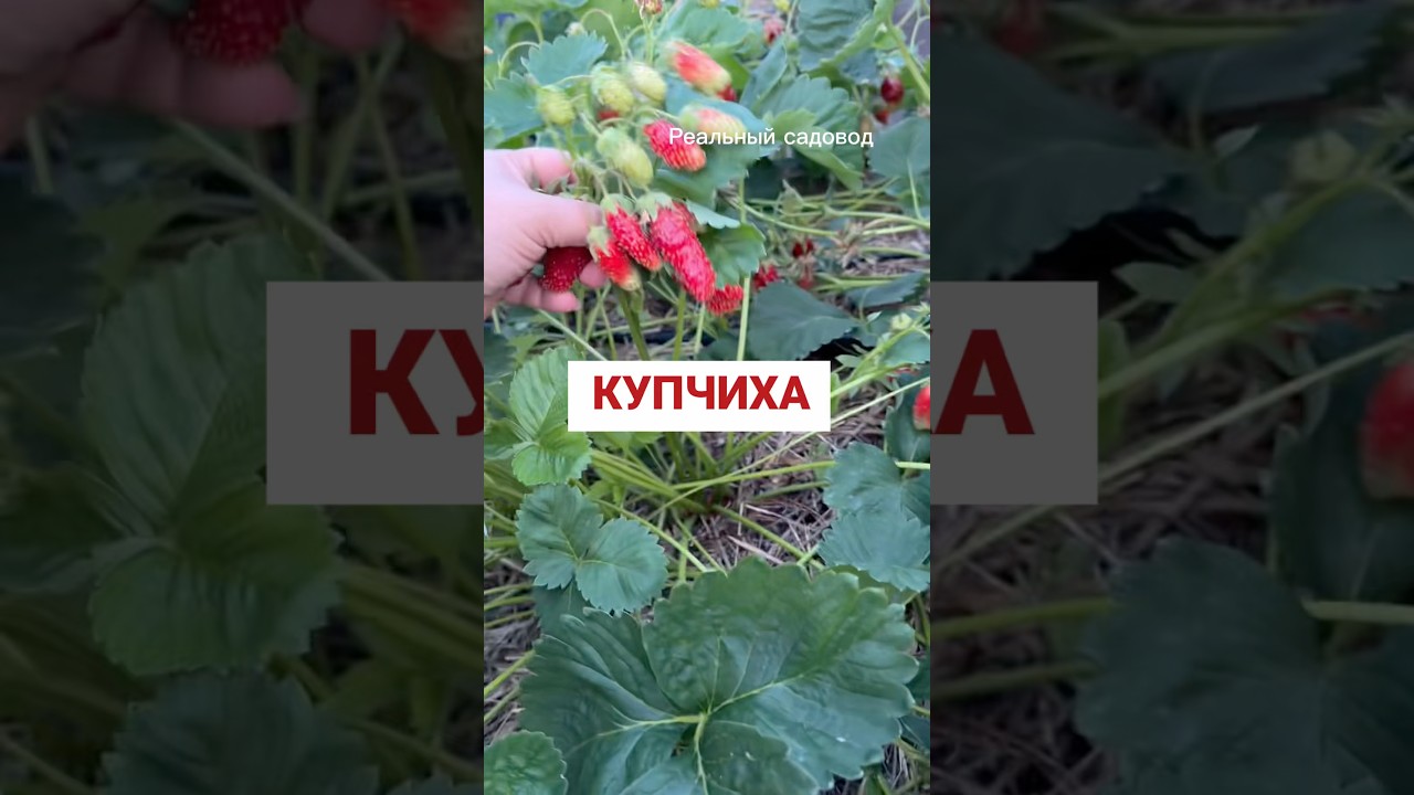 Клубника ❤️ #питомникрастений