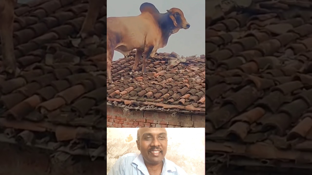 intha madu veetu mala #CowRescue #AnimalRescue #AnimalLovers #RealLifeMoments #VillageLife #Nature