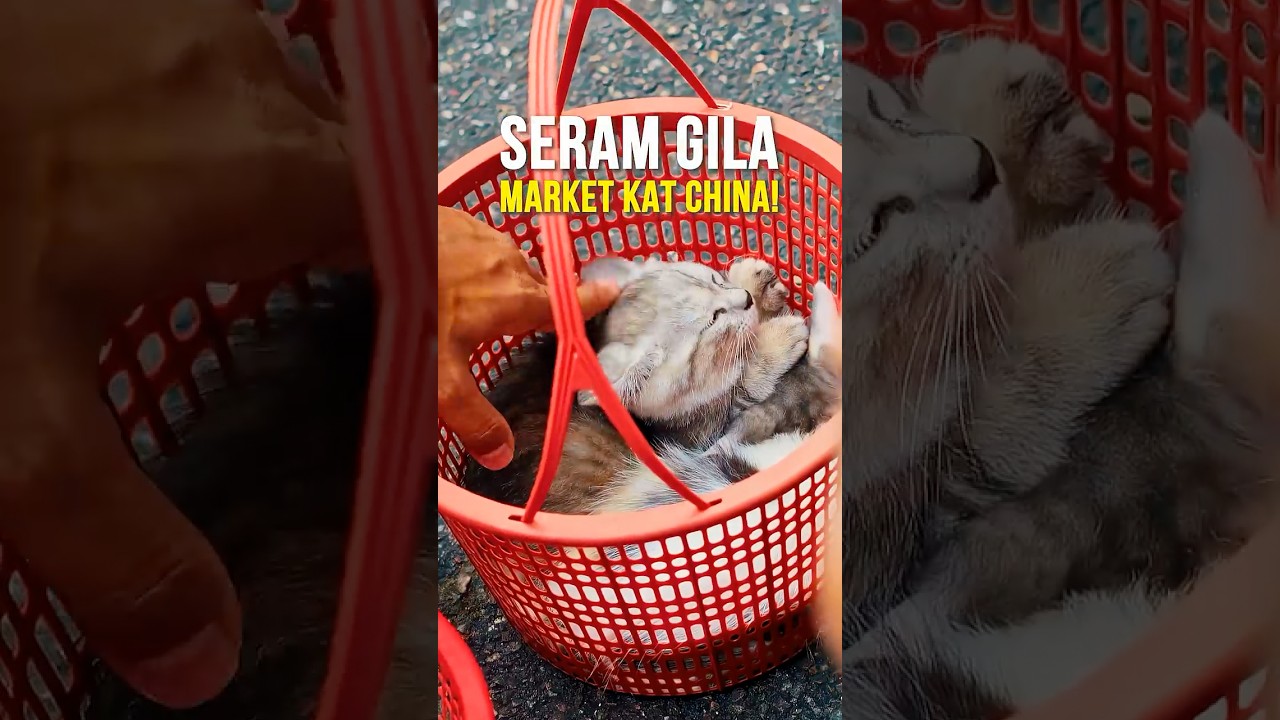 Diorang makan KUCING?! PASAR tani Kat China?! 🤯 #zhangjiajie #chinatravel #chinastreetfood