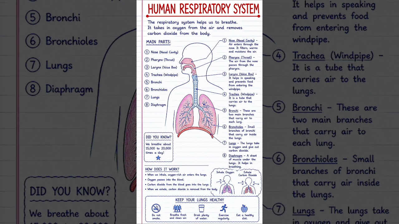 Human Respiratory System