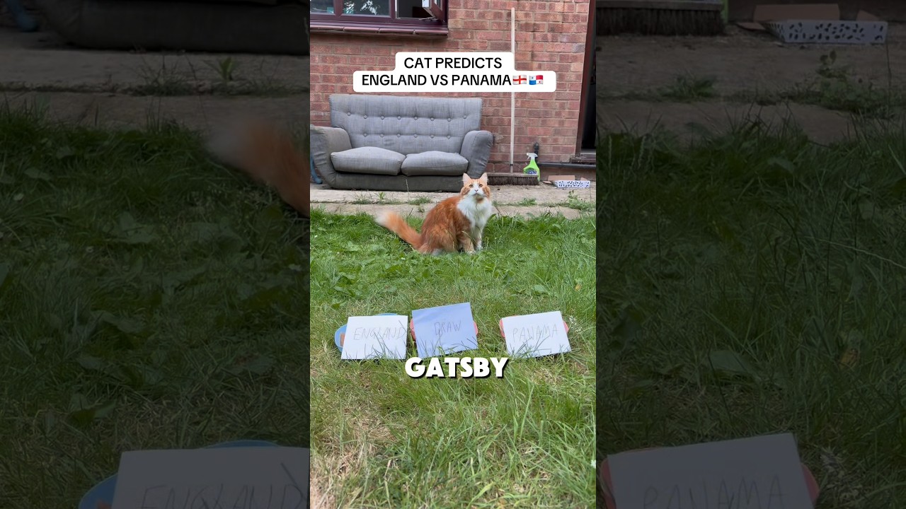 CAT PREDICTS ENGLAND V PANAMA #england #cat #predictions #worldcup #football #shorts #viral