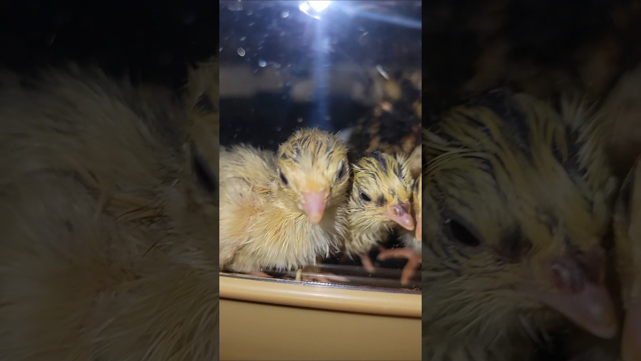 incubation UPDATE! #coturnixquail #quail #quailchicks #babychicks #vlog #incubator #hatchingeggs #GA