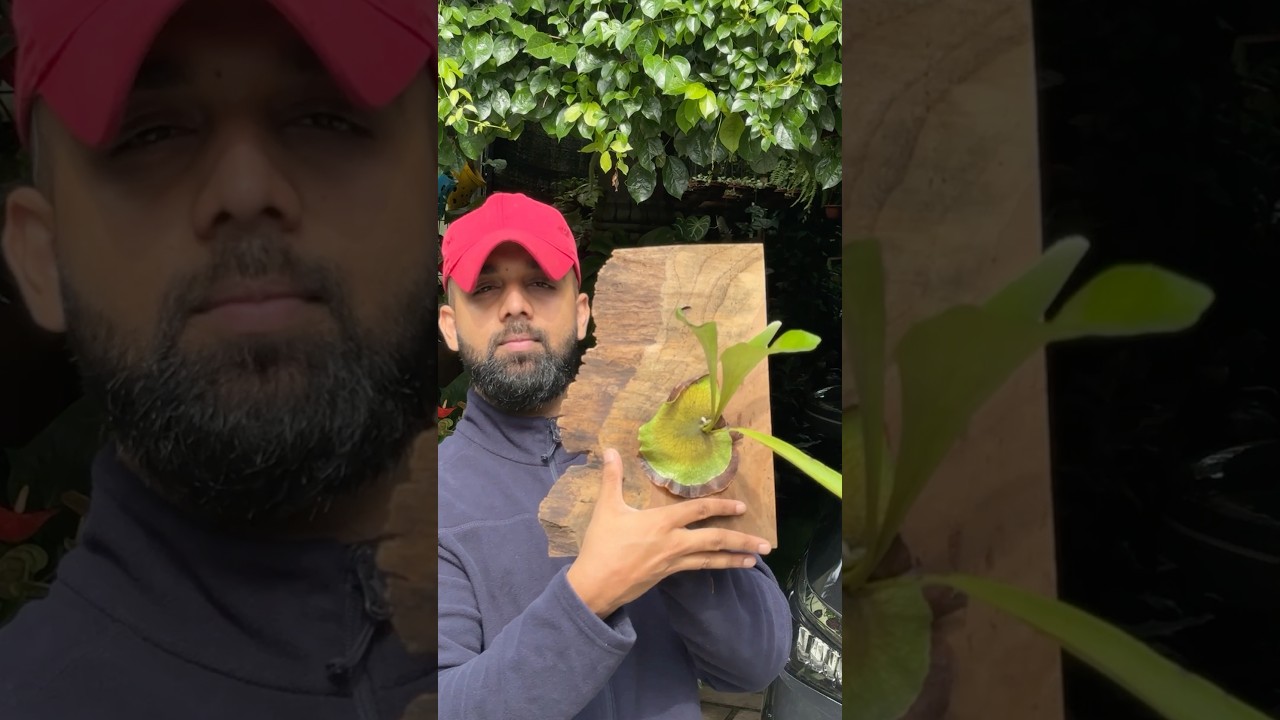 Stag horn fern propagation| wood mount | voiceover 🎙️ #jishnuuthaman #plants #gardening