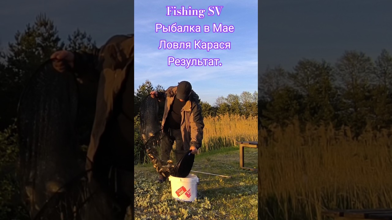 Результат Рыбалки на Платном Озере. Майский Карась. 10.05.2026. #4k #video #fishing #carpfishing