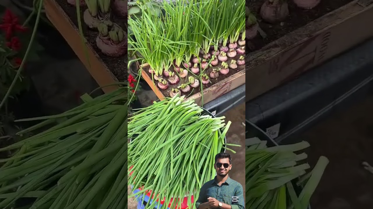 ছাদ_বাগান #পেঁয়াজ_চাষ #RoofTopGarden #OrganicGardening #KitchenGarden #Gardening #foryou