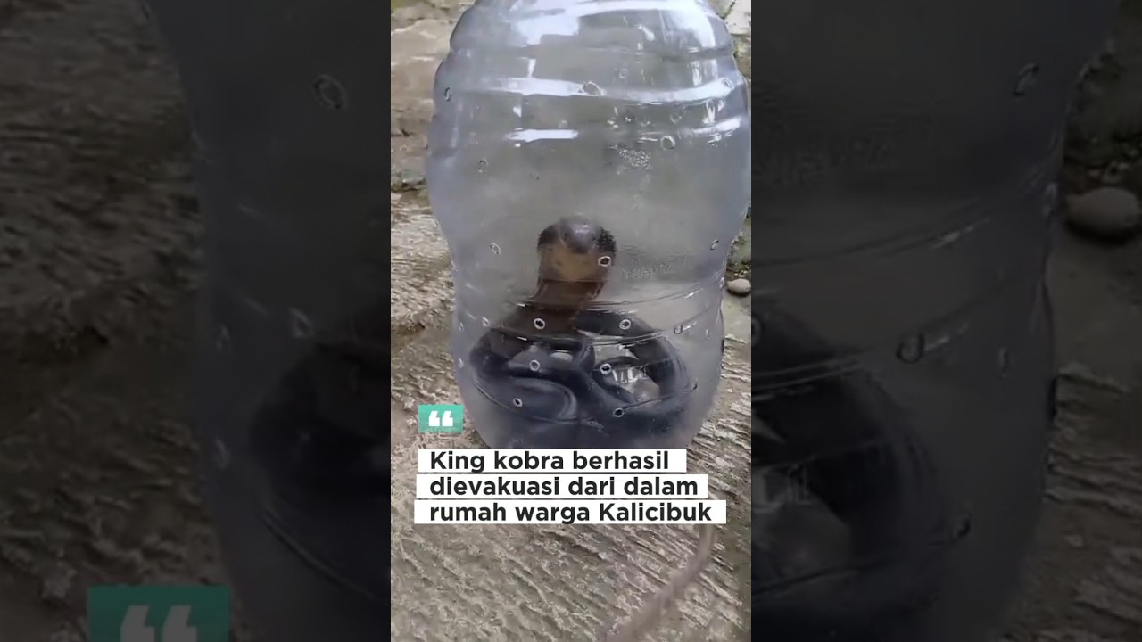 Evakuasi Ular King Kobra kedalam Botol! #facts