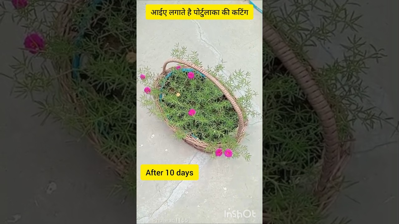 portulaca ki cutting lagae 💐💐#viral #terracegardenindia #flowers#terracegardenindia #nature #like