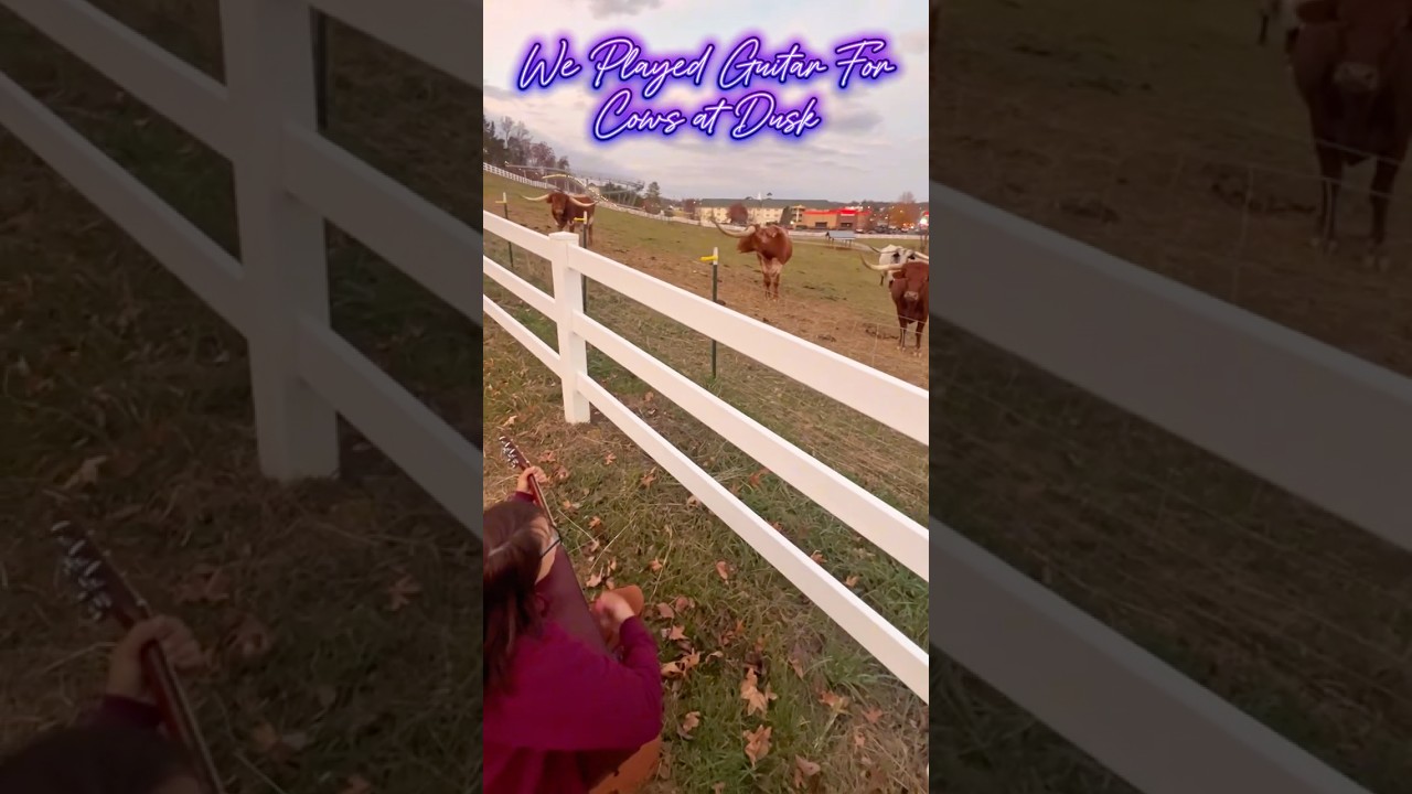 We Played Guitar For Cows (Longhorns) at Dusk! #livemusic #musicforcows #acousticguitar #farmanimals