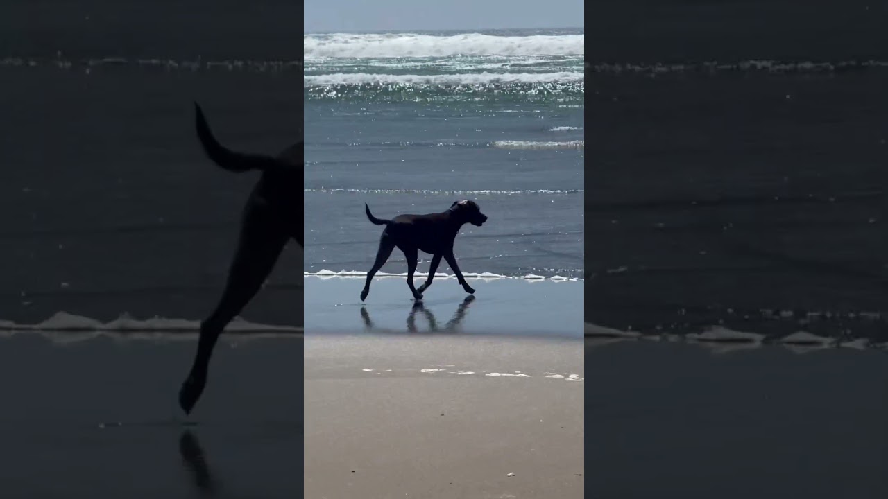 moments from the road | Vanlife with Ruby #oregoncoast #gratitude