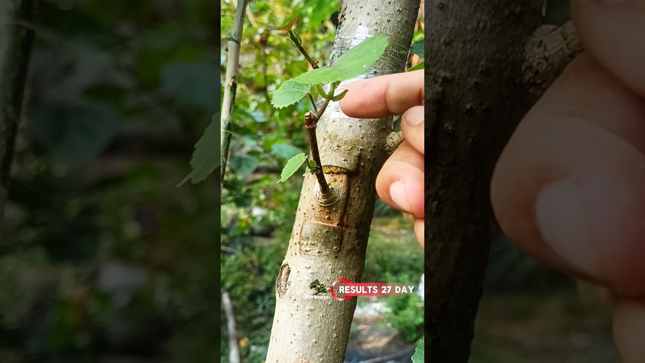 Beautiful grafting after 27 day 💕🌳 #garden #plants #gardening #nature #craft #diy #grafting