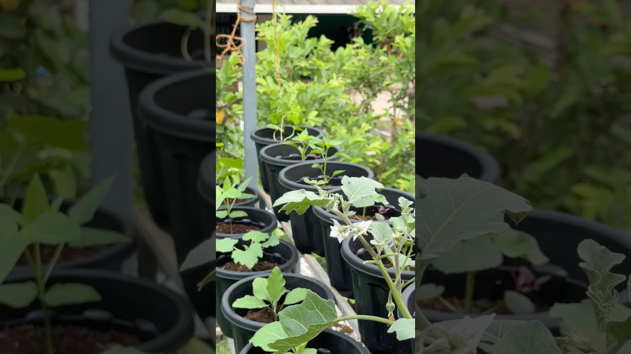 Terrace vegetable garden : part 1 voiceover 🎙️ #jishnuuthaman #vegetablegarden #vegetablegardening
