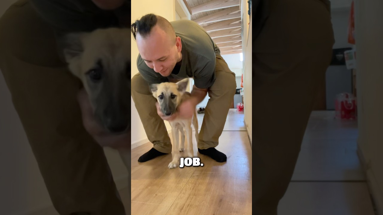 Just a fur missile #puppy #dogtraining #puppytraining #puppydog #usa #dogdaddy #doggie #funnypuppy