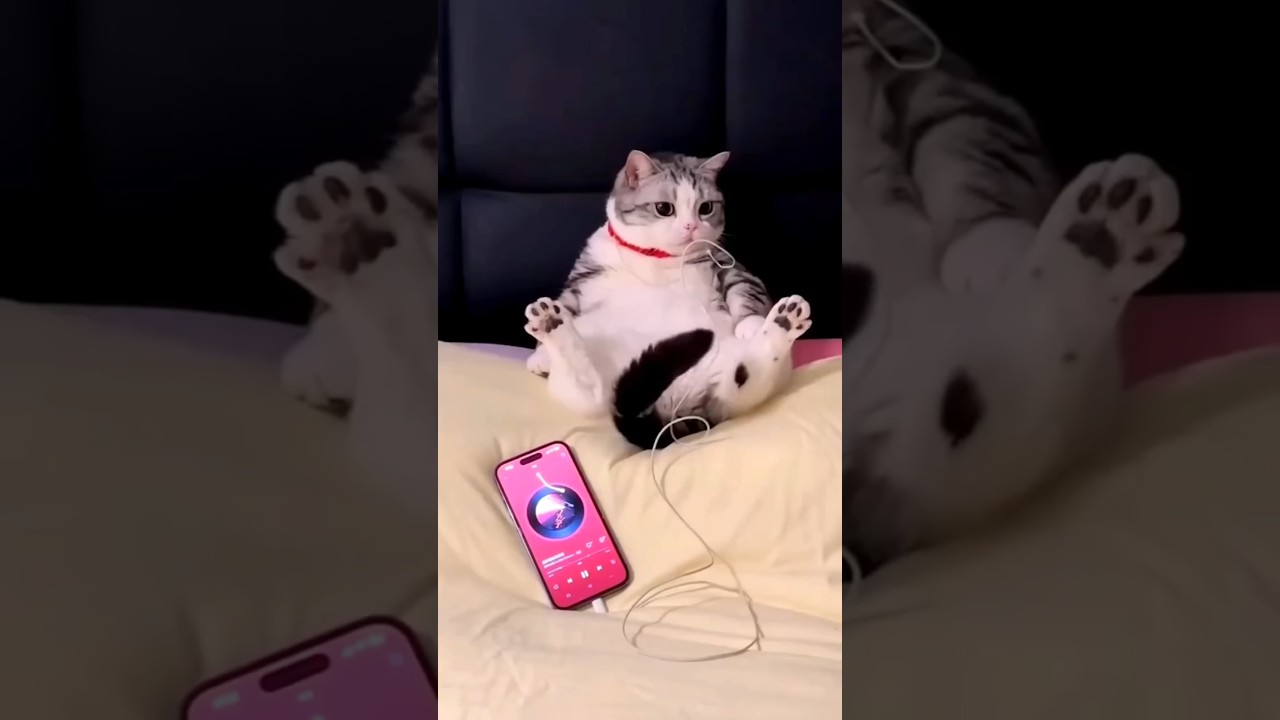 100% laugh 🤣😂🥰 #shorts #funny #comedy #funnyanimals #memes #viral