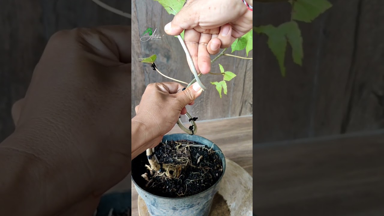Continue the process of bending the Waru material safely‼️#asmr #bonsai #bonsaitree #garden #nature