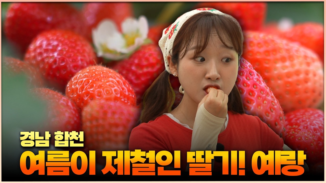 [6시 내고향 - 창원] 여름이 제철인 딸기! 예랑 –경남 합천- (KBS 2026.08.06.목 방송)