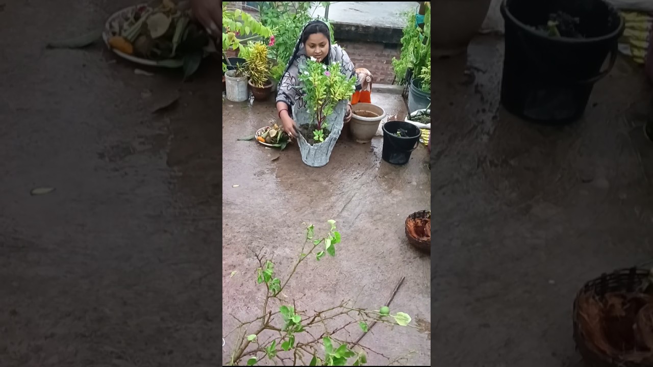 ভাইরাল টবে কি গাছ লাগালাম#youtubeshorts #shortvideo #shorts #gardening